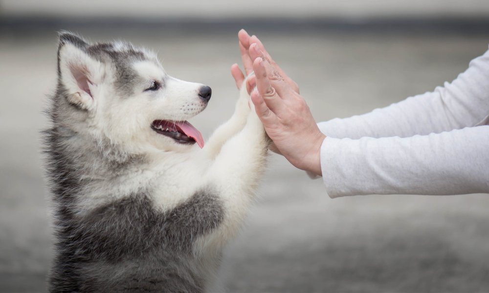 Gesunde Snacks für deinen Hund: 10 Tipps