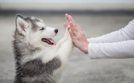 Gesunde Snacks für deinen Hund: 10 Tipps