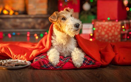 Die leckersten Snacks für unter den Weihnachtsbaum