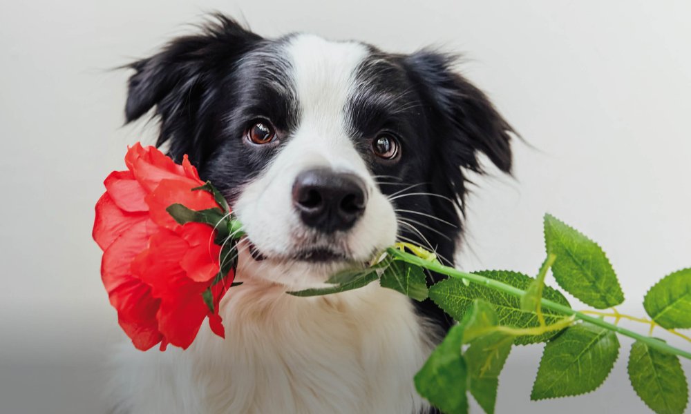 Die schönsten, süßesten und leckersten Valentinstagsgeschenke für deinen Hund