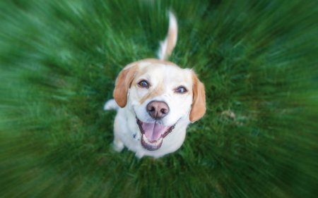 Deinen Hund im Freien aktiv werden lassen? Dann verwende diese Trainingssnacks!