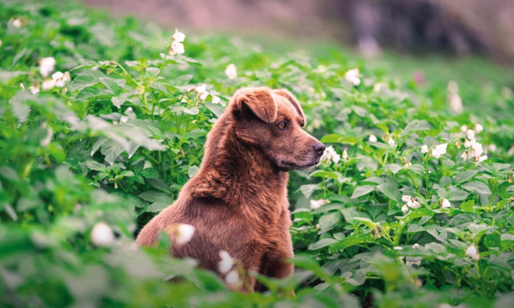 Können Hunde Süßkartoffel fressen?