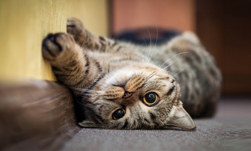 Verwöhne deine Katze maximal mit diesen Katzensnacks!