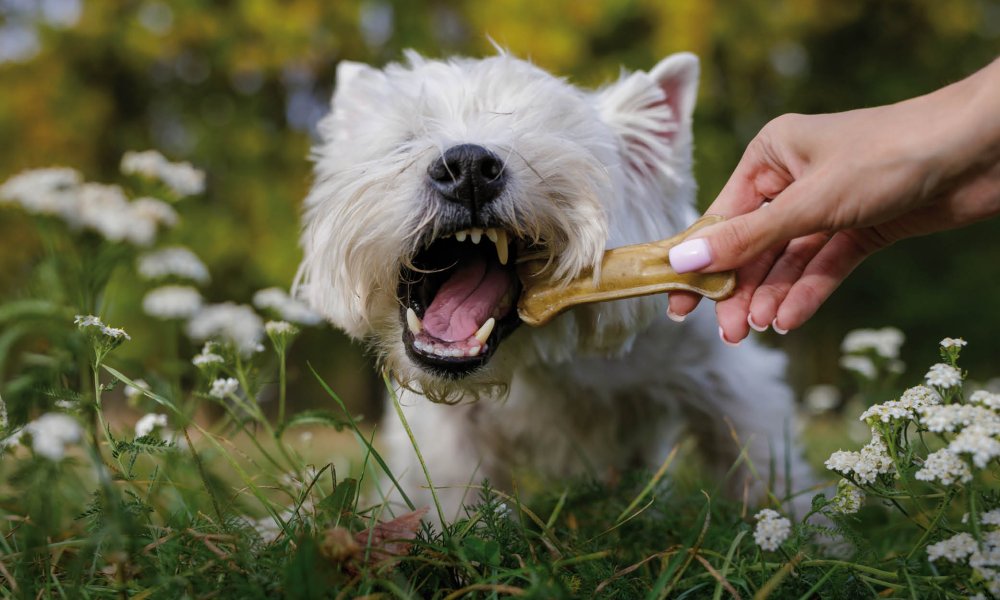 Fünf sichere Hundeknochen