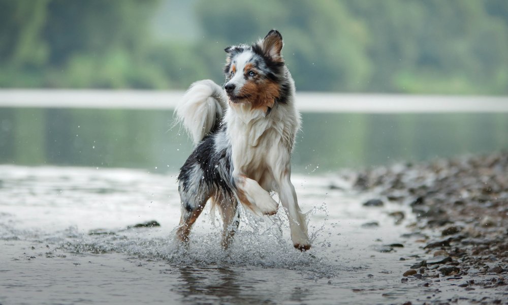 Fisch für deinen Hund? Ein Schritt gesünder!