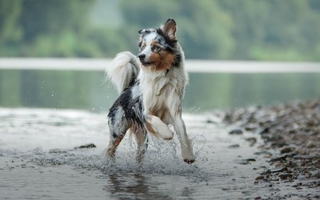 Fisch für deinen Hund? Ein Schritt gesünder!