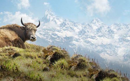 Yak-Snacks für Hunde