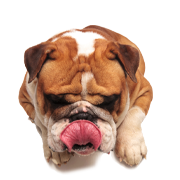 Natürliche und Premium-Tiernahrung