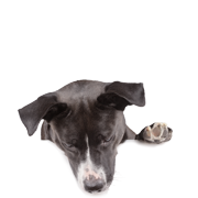 Nahrungsergänzungsmittel für Hunde