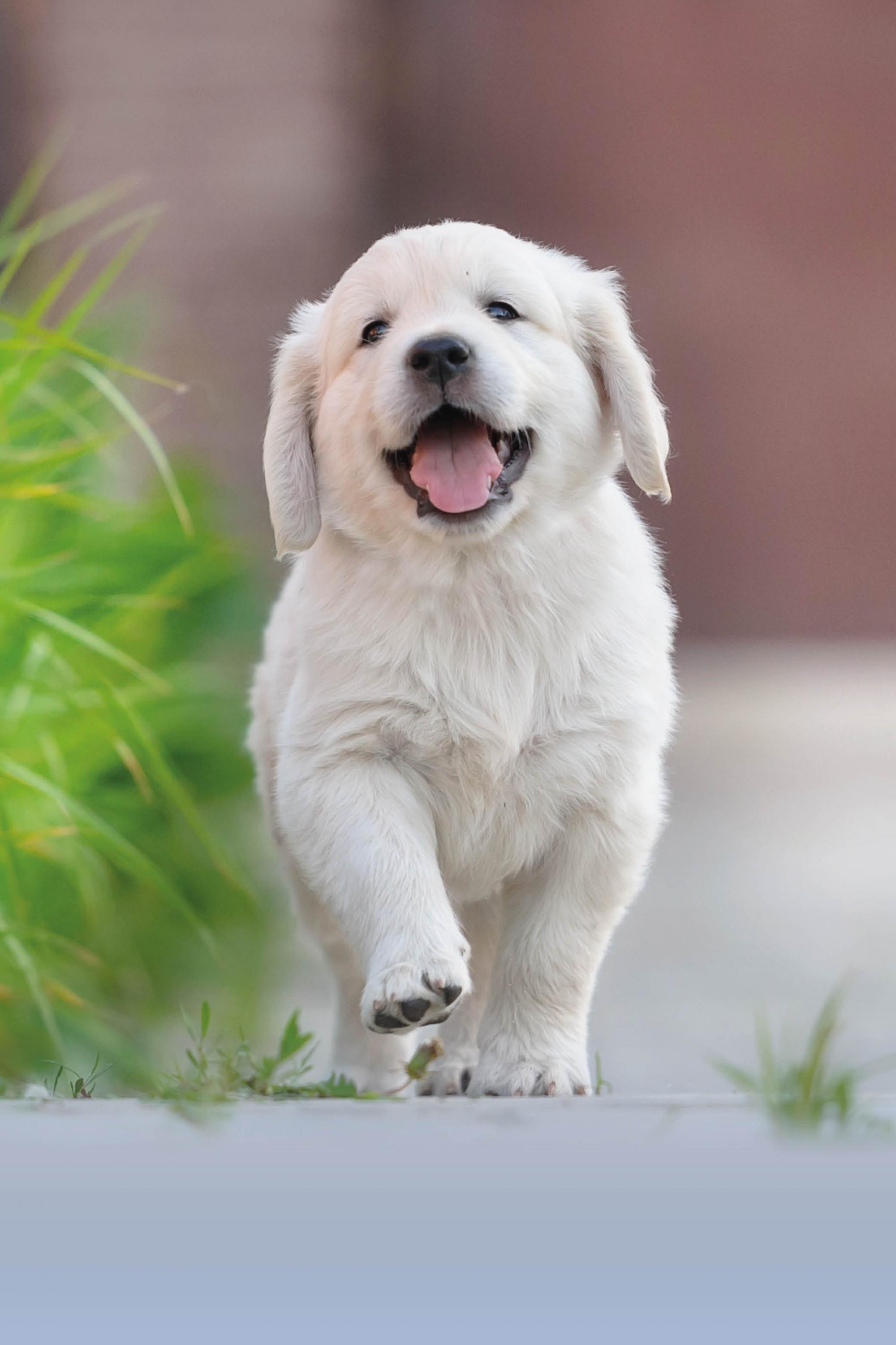 Schöne Hundegeschenke