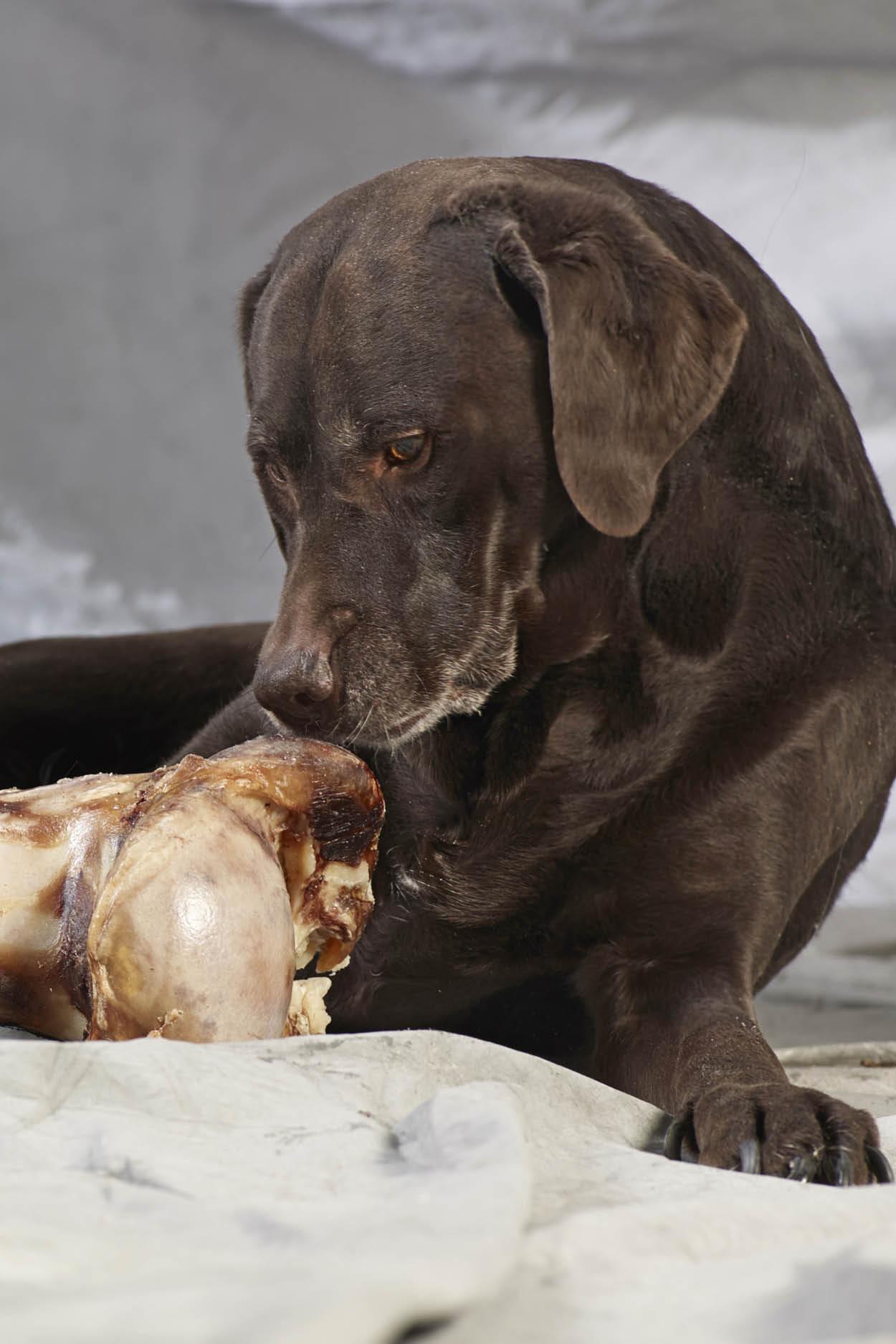 Fleischige Hundeknochen