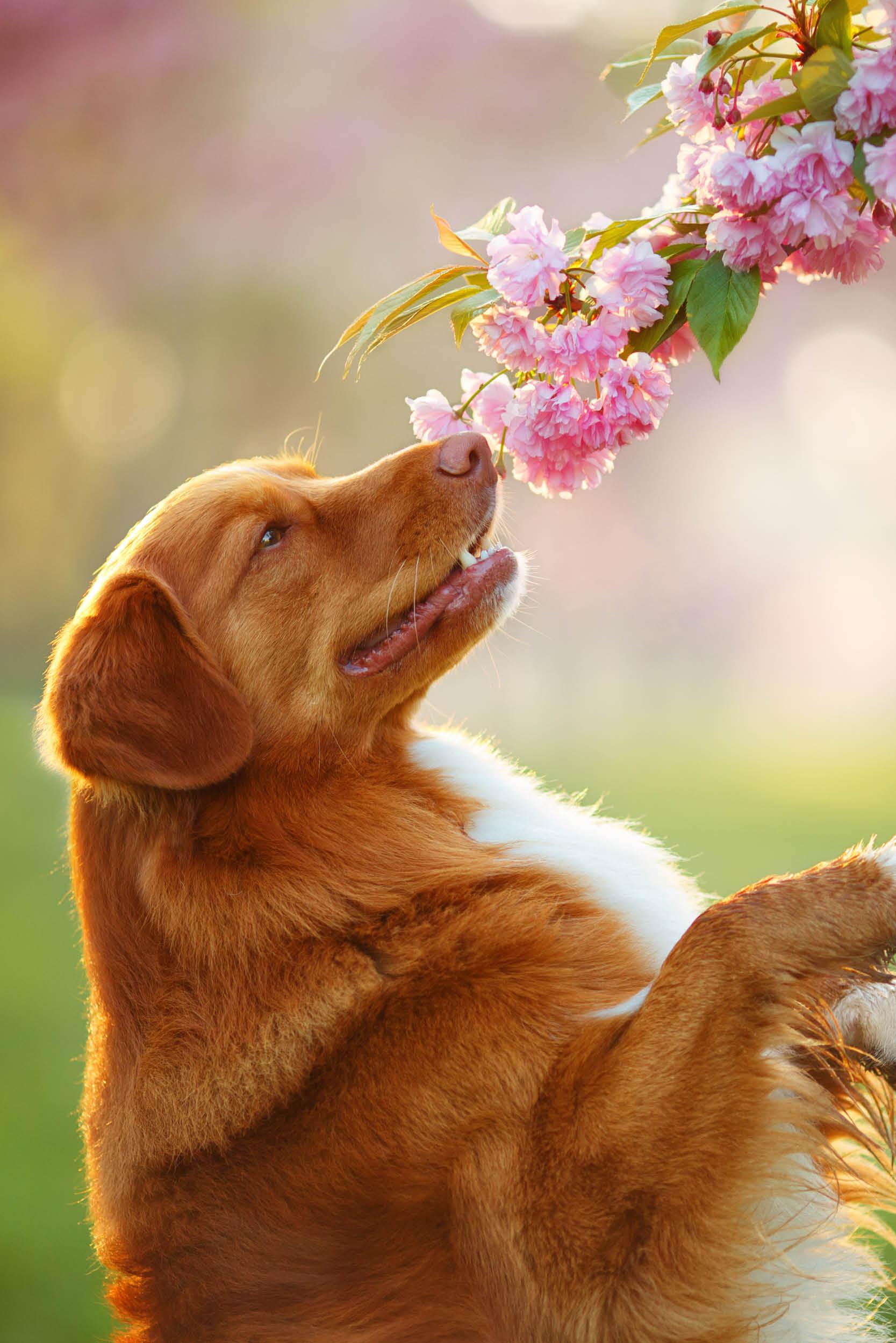 Köstliche Ostersnacks für deinen Hund