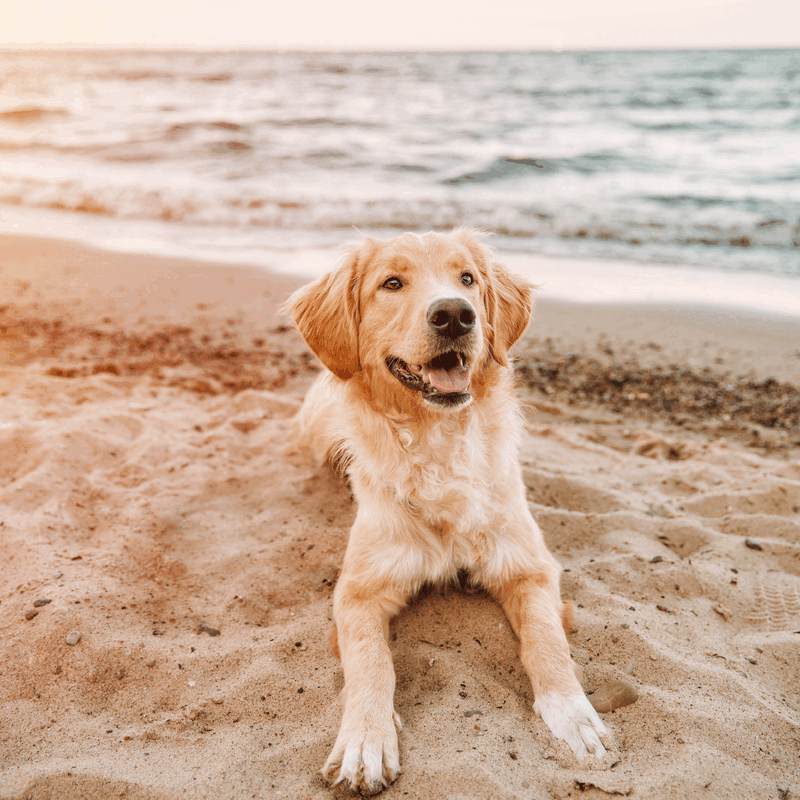 Sommerspass für deinen Hund