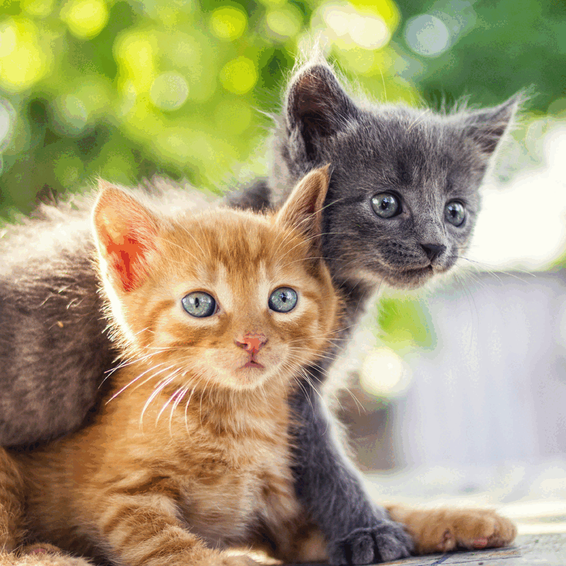 Widerstehe der Versuchung
Beeindrucke die Geschmacksknospen deiner Katze