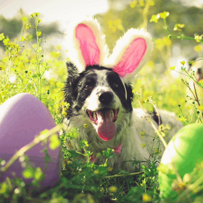 Für mehr Spaß
Mit Köstlichkeiten gefüllt