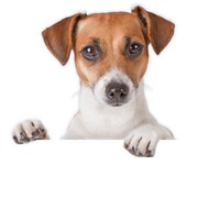 Zahnpflege- & vegetarische Hundekausnacks