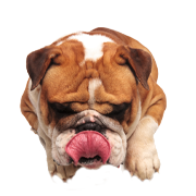 Hundesnack-Spezialitten