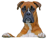 Natrliche Hundesnacks