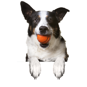 Trainingsleckerlies fr Hunde 