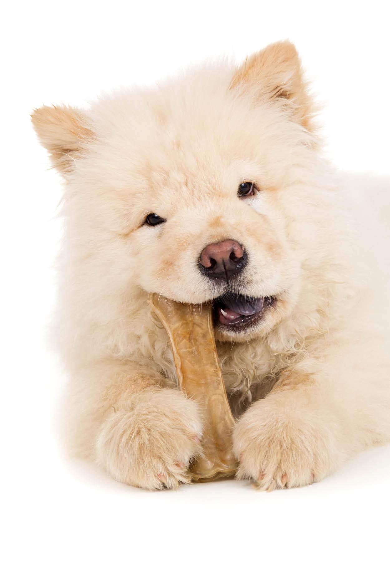 Hundeknochen fr Welpen